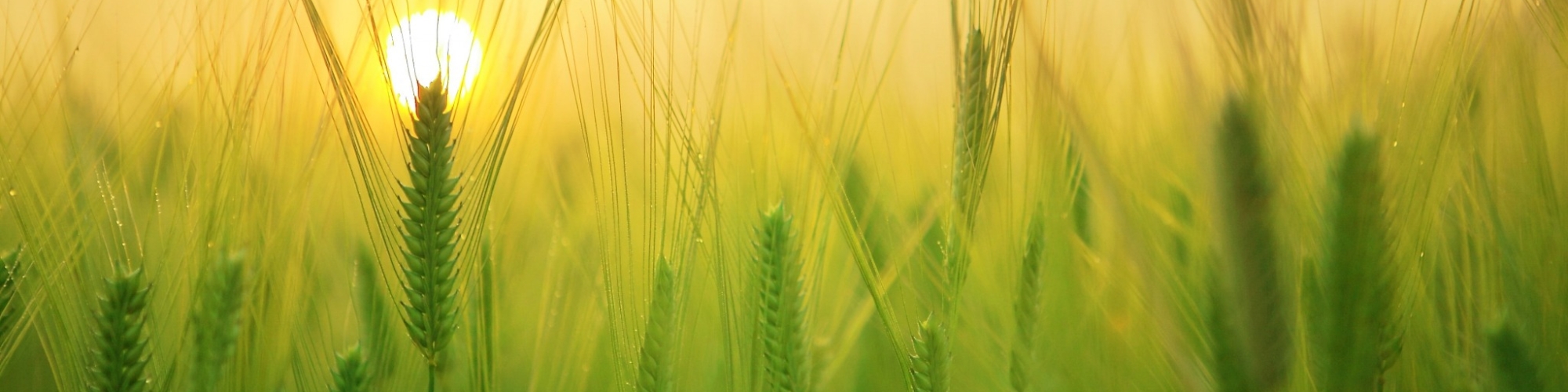 Feld